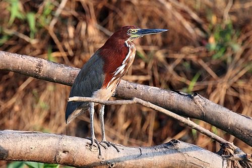 Rufescent tiger heron